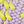 Light Purple Yellow