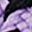 Purple Black