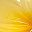 Yellow Pink Orange