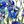 Blue Flower