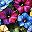 Colorful Flower