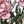 Pink Peonies