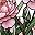 Pink Peonies