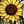 Yellow Flower