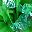 Colorful Green