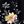 Black Floral
