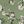 Sage Green Tiny Floral