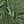 Grass Green