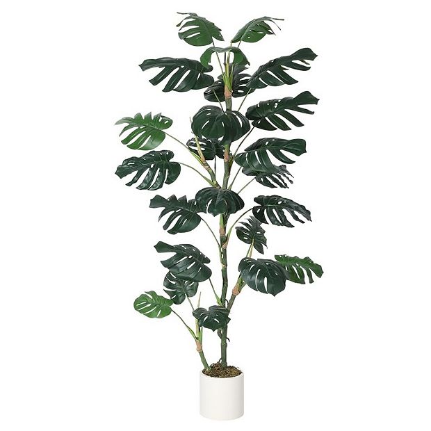 prayer plant red Maranta Red Prayer Plant  Bold, Beautiful, and Interactive