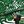 Green Banana Leaf