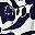 Navy Blue Flower