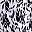 White Leopard