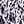 White Leopard