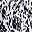 White Leopard