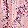 Pink Floral