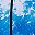 Black Fuchsia Blue