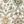 Lambrook Ivory