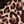 Leopard Print