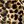 Apricot Leopard