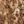 Beige Animal