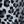 Black Grey Leopard