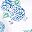 Blue Hydrangea