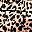 Brown Leopard