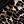 Black Leopard