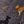 Dogs