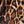 Leopard Coffee