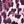 Leopard Purple