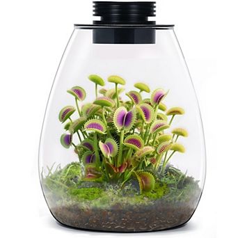 Desktop Glass Terrarium With LED Grow Light 7.8"×6.7" For Succulent Moss Mini Aquarium Betta