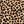Brown Leopard