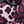 Purple Leopard