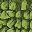 Avocado Green