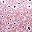 Pink Floral