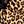 Brown Leopard