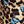 Butterfly Leopard