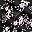 Black Floral