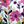 Mixed Floral
