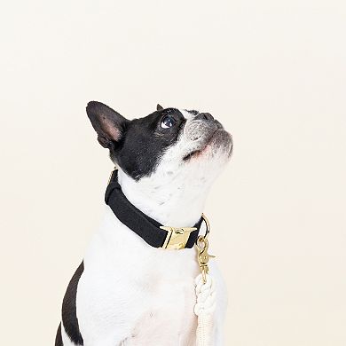 Ryan Dog Collar