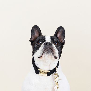 Ryan Dog Collar