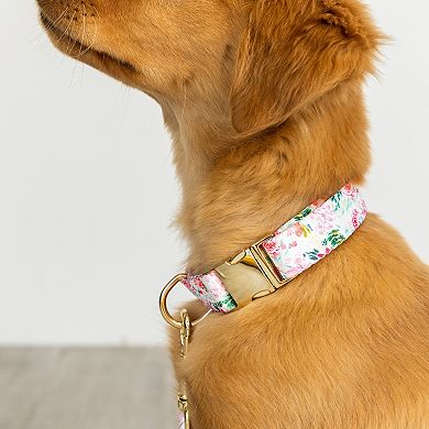 Isabella Dog Collar