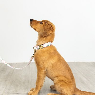 Isabella Dog Collar
