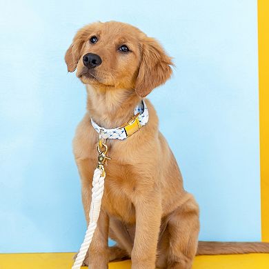 Drew Dog Collar