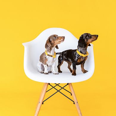 Nova Dog Collar