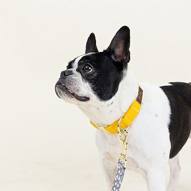 Nova Dog Collar