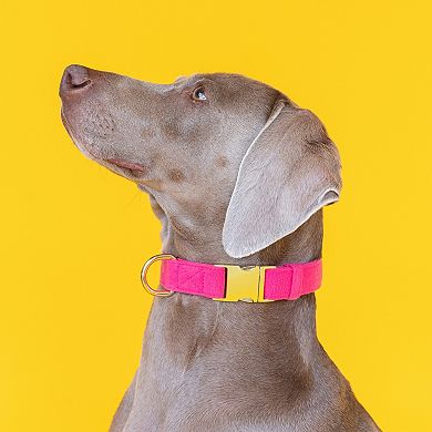 Antoinette Dog Collar