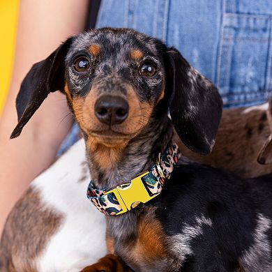 Beckett Dog Collar