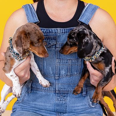 Beckett Dog Collar